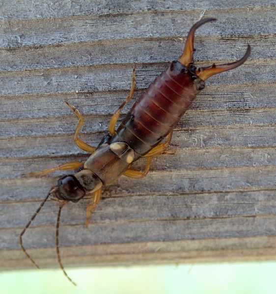 Forficula auricularia da Villorba (TV)